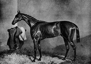ワイルドデイレル、1852-1870、1911 作： Unbekannt