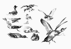野生のカモ、1901