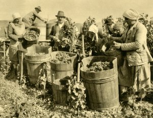 バーデンバイウィーン、ローワーオーストリア、c1935の近くのワインの収穫。 作： Unbekannt