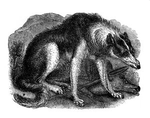 狼犬、1848 作： Unbekannt