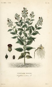 ウッドランドフィグワート、Scrophularia nodosa、Scrofulaire noueuse 作： Unbekannt