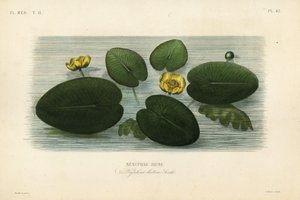 黄色い睡蓮、Nuphar lutea、Nenuphar jaune（ネヌファー・ルテア、ネヌファー・ジョーヌ 作： Unbekannt