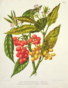A. Koster（19世紀）によるAucuba japonicaハイブリッドマクロカルパとFructu variabili（印刷） 作： Unbekannt Unbekannt