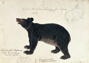 ヒマラヤ中央部からのツキノワグマ、Ursus Tibetanusの描画 作： Unbekannt Unbekannt