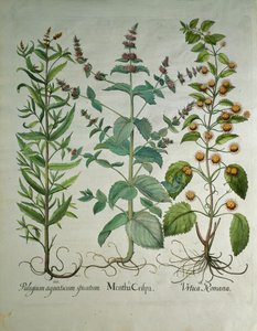 ミント：Mentha crispa 作： Unbekannt Unbekannt