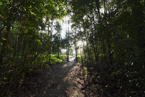 キャンプリーキー、タンジュンプッティング国立公園、中央カリマンタン、ボルネオ、インドネシアのジャングルの中の小道 作： Unbekannt Unbekannt