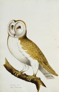メンフクロウ、鳥とその卵の水彩画のアルバムの一部、c。 1800 作： Unbekannt
