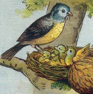巣の中で子供に餌を与える鳥。Alphabet de ma petite fille "に掲載された版画。Bernardin-Bechet and Fils, bookseller-publishers, Paris, around 1895.壊れないアルバムをキャンバスにBibliotheque des babes（赤ちゃんの図書館）。12ページ。読書法とイラストを収録したアルバム