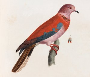 鳥のカラーイラスト 作： Unbekannt