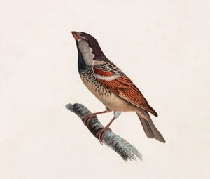 鳥のカラーイラスト 作： Unbekannt