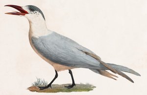 鳥のカラーイラスト