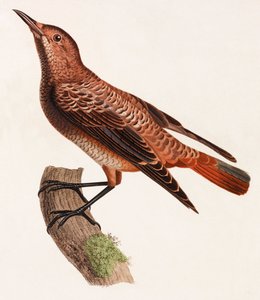 鳥のカラーイラスト 作： Unbekannt