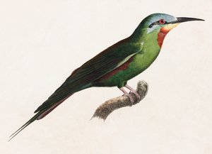 緑の鳥のカラーイラスト 作： Unbekannt