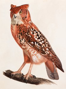 フクロウのカラーイラスト 作： Unbekannt