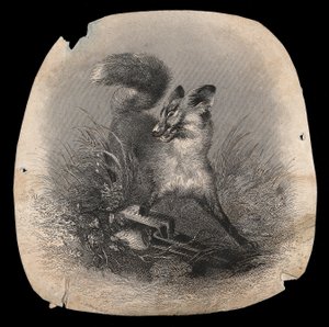 罠に前足をとられ苦悶するキツネ。木版画 作： 無名の画家