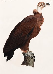 ハゲタカのカラーイラストを全面に掲載