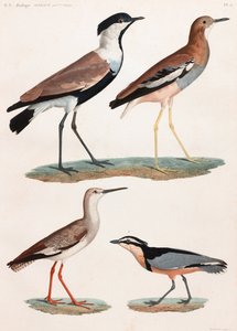 全ページに渡って鳥類のカラーイラストを掲載 作： Unbekannt