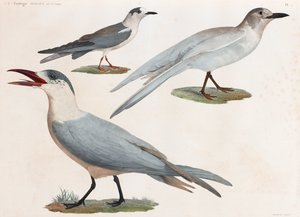 全ページに渡って鳥類のカラーイラストを掲載 作： Unbekannt