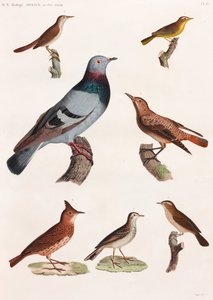 全ページに渡って鳥類のカラーイラストを掲載 作： Unbekannt