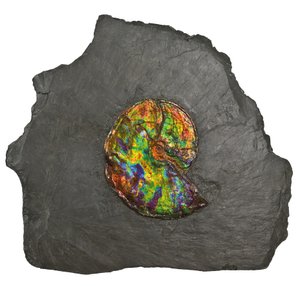 カナダ産の大きな虹色のアンモナイト（化石） 作： Unbekannt