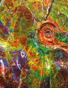 カナダ産の大きな虹色のアンモナイト（化石） 作： Unbekannt