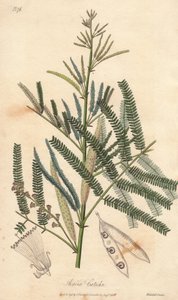 Acacia a cachou or cachoutier (Acacia catechu) - ジョン・チュール社からロンドンで出版されたジョン・ステファンソンとジェームズ・モース・チャーチルによる「医学植物学、ロンドン、エディンバラ、ダブリンの薬用植物の説明」の挿絵をウィリアム・クラークが描いた水。 作： Unbekannter Künstler