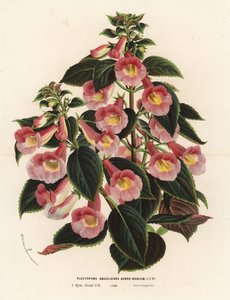 アキメナンサ×ナエゲリオイデス、ピンクとゴールドの品種。Plectopoma naegelioides aureo-roseum。Louis van HoutteとCharles Lemaireの「Flowers of the Gardens and Hothouses of Europe, Flore des Serres et des Jardins de l