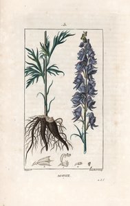 トリカブト - ピエール・ジャン・フランソワ・トゥルパン（1775-1840）のデッサンに基づくランベールによるエングレーヴィング。 作： 無名の画家