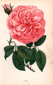 アダム・ローズ、1838年にランスのムッシュー・アダムが育成したティー・ローズの品種。Hippolyte JamainとEugene Forneyの "Les Roses "からF. Grobonが自然をもとに描き、リトグラフしたクロモリトグラフ、パリ、J. Rothschild。 作： Unbekannter Künstler