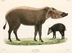 大人と若いひげを生やした豚、インドネシア 作： Unbekannter Künstler