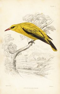 アフリカゴールデンオリオール、Oriolus auratus。ウィリアム・ジャーディン卿の『ナチュラリスト・ライブラリー』より、ウィリアム・スウェインソンにちなんだウィリアム・リザースによる手彩色のスチール・エングレーヴィング：Ornithology：西アフリカの鳥、エディンバラ、W.H.リザース。