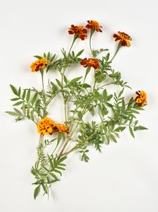 白い背景にアフリカのマリーゴールド 作： Benjamin Baud