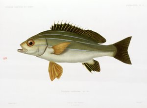 アフリカの縞模様のイサキ、アルジェリア 作： Unbekannter Künstler