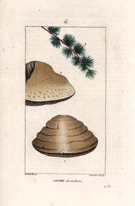 Agaric du meleze - Ernestine Panckoucke (1784-1860)のデッサンをゴーティエが描いたエングレーヴィング。 作： Unbekannter Künstler