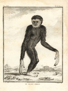 手長手長ザル、Hylobates agilis。エンジェンドル。大きなテナガザル。ジョルジュ＝ルイ・ルクレール、ビュフォン伯爵の『自然史』（パリ王立印刷所）より、ジャック・ド・セーヴの挿絵をもとにしたC.バコワによる銅版画。 作： Unbekannter Künstler