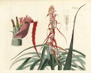 アグアバ、ブロメリア・アルソデス（狭葉パイナップル、Bromelia sylvestris）。William Curtis