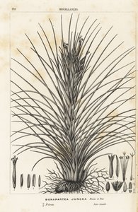 エアプランツ、ティランジア・ジュンセア（Bonapartea juncea）。Louis van Houtte and Charles Lemaire
