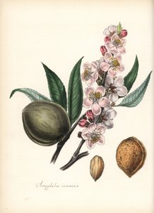 アーモンド - アーモンドの花、葉、実、種子。M・A・バーネット女史の "Plantae Utiliores: or Illustrations of Useful Plants", Whittaker, Londonより、シャボットの手による彩色ジンコグラフ。