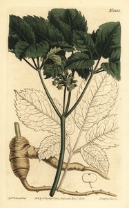 アメリカ人参、Panax quinquefolius 作： Unbekannt