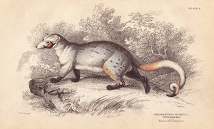アメリカパラドキシド、Paradoxurus dubius。フィラデルフィア博物館の標本より。エジンバラのWilliam Jardine