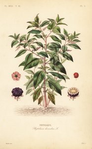 アメリカン・ポークウィード、Phytolacca americana、Phytolacca decandra、Phytolaque 作： Unbekannt