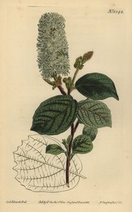 アメリカン・ウィッチ・ヘーゼル（Fothergilla gardenii）（Broad-leaved fothergilla, Fothergilla alnifolia major 作： Unbekannt