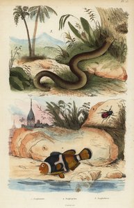 Amphicoma scullelata 1、サドルバックカクレクマノミ、Amphiprion polymnus 2、ホワイトワームリザード、Amphisbaena alba 3、Amphiprion laticlavius Amphicome、Amphiprion、Amphisbene 作： Unbekannt