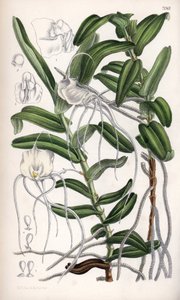 Angraecum germinyanum, マダガスカル白ラン。フランスのアドリアン・ド・ジェルミニー伯爵にちなむ。マチルダ・スミス(1854-1926)のデッサン、J.N.フィッチによる石版画、ジョセフ・ダルトン・フッカー著、カーティス植物誌、イギリス、ロンドンでL.リーブにより出版。 作： Unbekannter Künstler