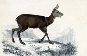 アニマルボード：シェブロテン（Moschus Pygnueus）。シャルル・ドルビニー著 "Dictionnaire universel d