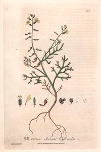 ウィリアム・バクスター(1788-1871)著 "English Botanical Phenomenes "より、アイザック・ラッセル作、チャールズ・マシューズ彫の植物図版。 作： Unbekannter Künstler