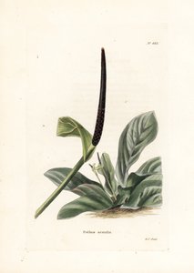 アンスリウム・バーズネストまたはアンスリウム・キャベツ（Pothos acaulis） - ジョージ・クックによる石版画、イギリスの雑誌『Conrad Loddiges Botanical Cabinet』（1738-1826）のために制作。 作： Unbekannter Künstler