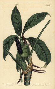 Anthurium palmatum (五葉のポトス、Pothos pentaphylla) 作： Unbekannt
