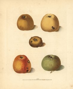 リンゴの品種、Malus domestica：フランクリン・ゴールデン・ピピン、ブランチャード・ピピン、ゴールデン・ピピン、ゴールデン・ノブ、ロバートソン・ピピン。ジョージ・ブルックショーが自身の「ポモナ・ブリタニカ」（ロンドン、ロングマン）から抜粋したイラストの手彩色スティプル・エングレーヴィング、 作： Unbekannter Künstler