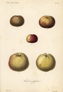 リンゴの品種、Malus pumila 作： Unbekannt